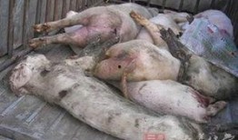 死猪新闻爆料最新消息,官方调查结果及后续处理措施揭晓